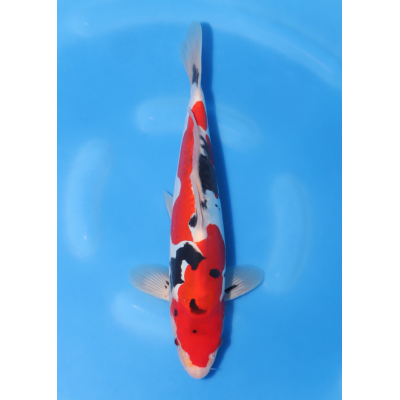 KGE.141 DOITSU SANKE